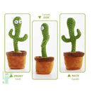 CACTUS BAILARIN 2687-6 MUNBE